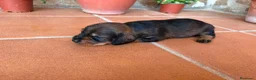 Teckel perros en venta: teckel pelo jabali - Anuncio 3