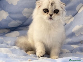 Scottish Fold gatos en Madrid - Anuncio 10