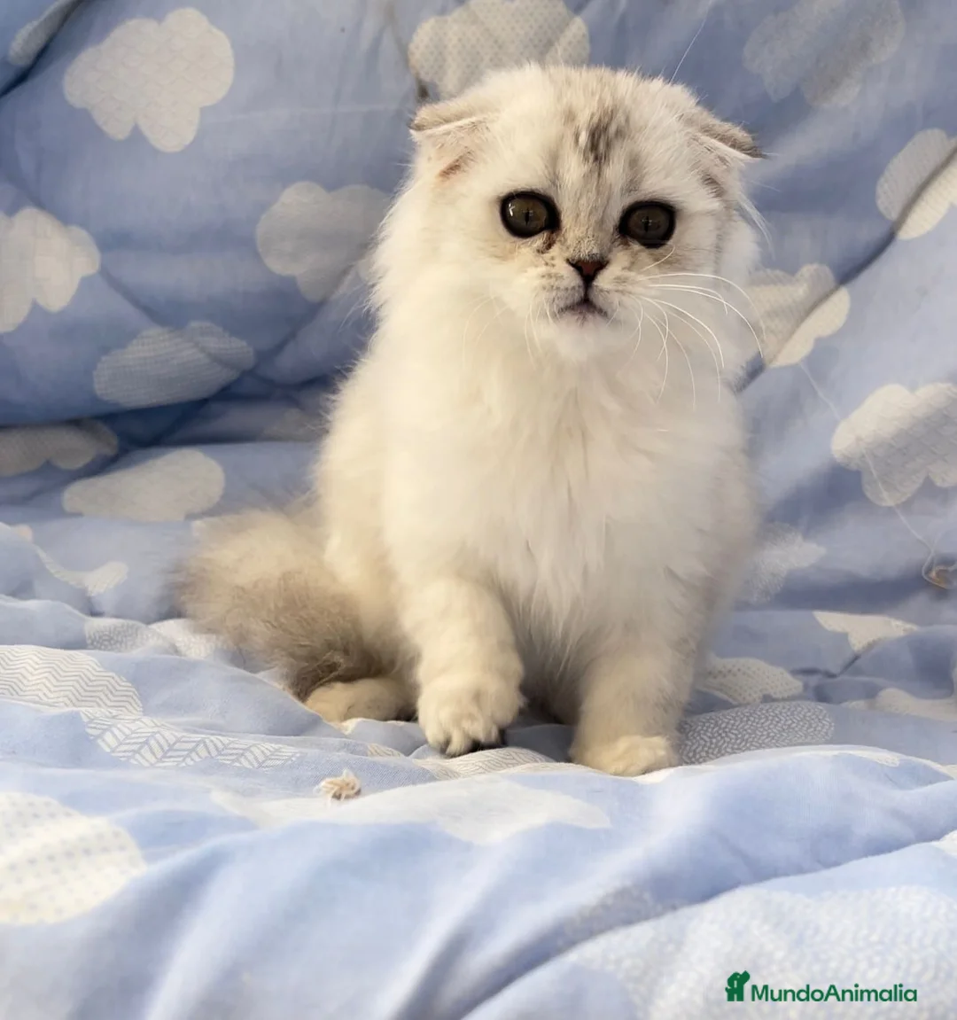 Scottish Fold gatos en venta: Espectacular hembra Scottish silver  en Madrid - Anuncio 1