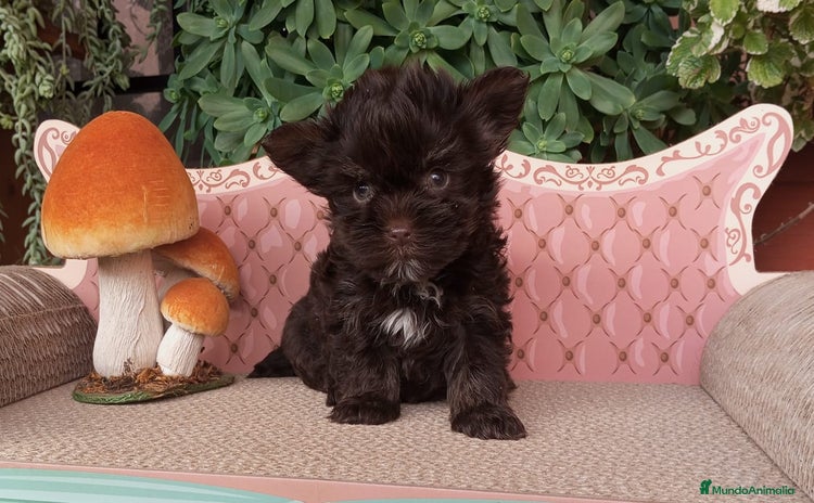 Yorkshire Terrier perros - Anuncio 1