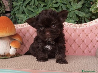 Yorkshire Terrier perros - Anuncio 1