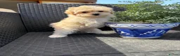 Maltipoo perros en venta: Maltipoo hembra toy lista para entregar !! - Anuncio 1