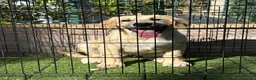 Pastor de Asia Central perros en venta: Cachorro macho Alabai 3 meses  - Anuncio 8