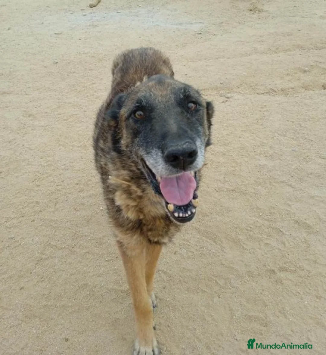 Raza Mixta perros en adopcion: BANDI, EN ADOPCIÓN en Madrid - Anuncio 6