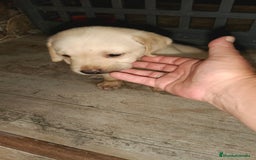 Labrador Retriever perros en venta: Labrador retriever  - Imagen 2
