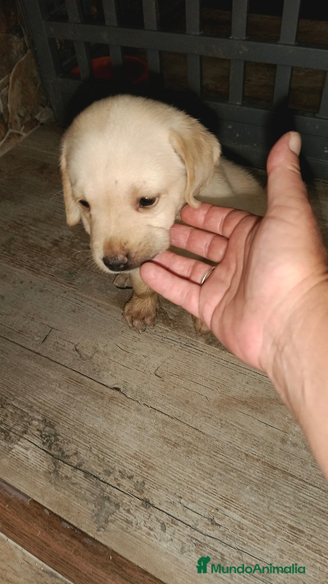 Labrador Retriever perros en venta: Labrador retriever  - Imagen 2