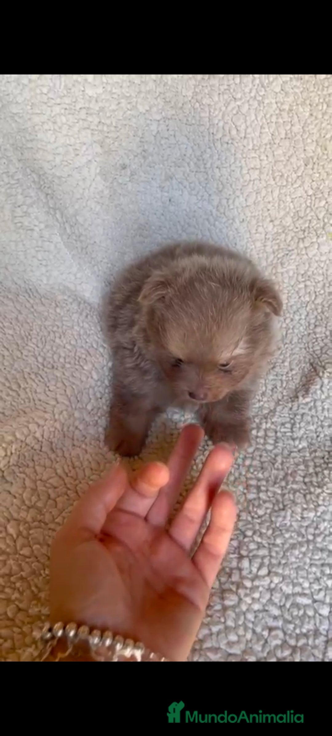 Pomerania perros en venta: Pomerania toys hembra  - Imagen 3