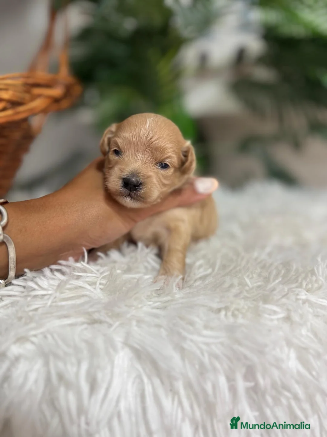Maltipoo perros en venta: MALTIPOO HEMBRA - Anuncio 2