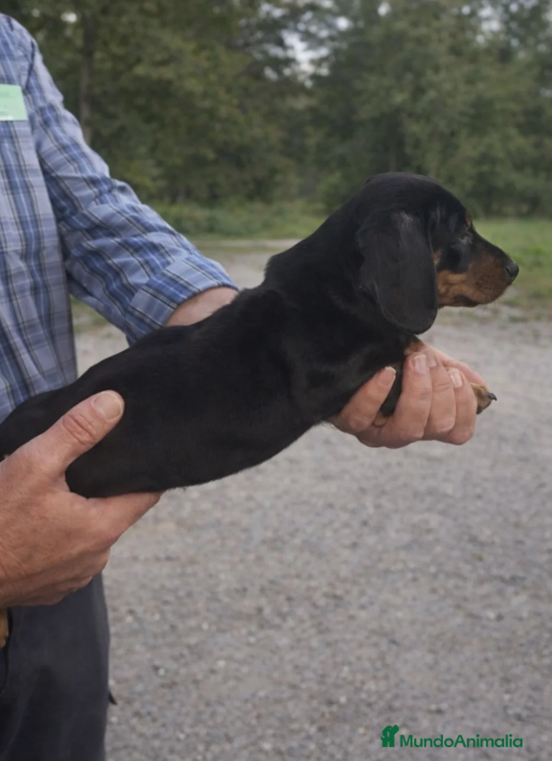 Teckel perros en venta: Cachorrito teckel MINIATURA - Anuncio 2