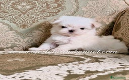 Bichón Maltés perros en venta: Bichón maltés 💯 coreano macho  - Imagen 4