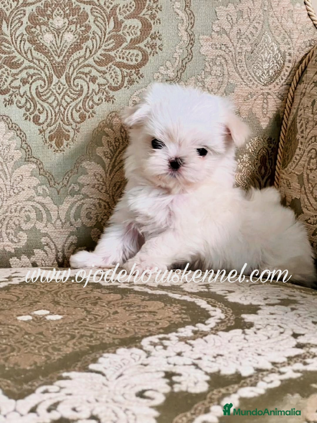 Bichón Maltés perros en venta: Bichón maltés 💯 coreano macho  - Imagen 4