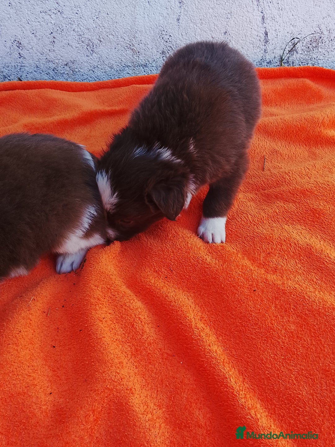 Border Collie perros en venta: Border collie  - Imagen 3