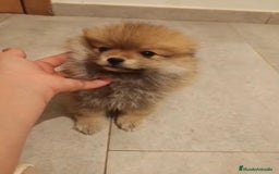 Pomerania perros en venta: Último hembra pomerania toy - Imagen 7