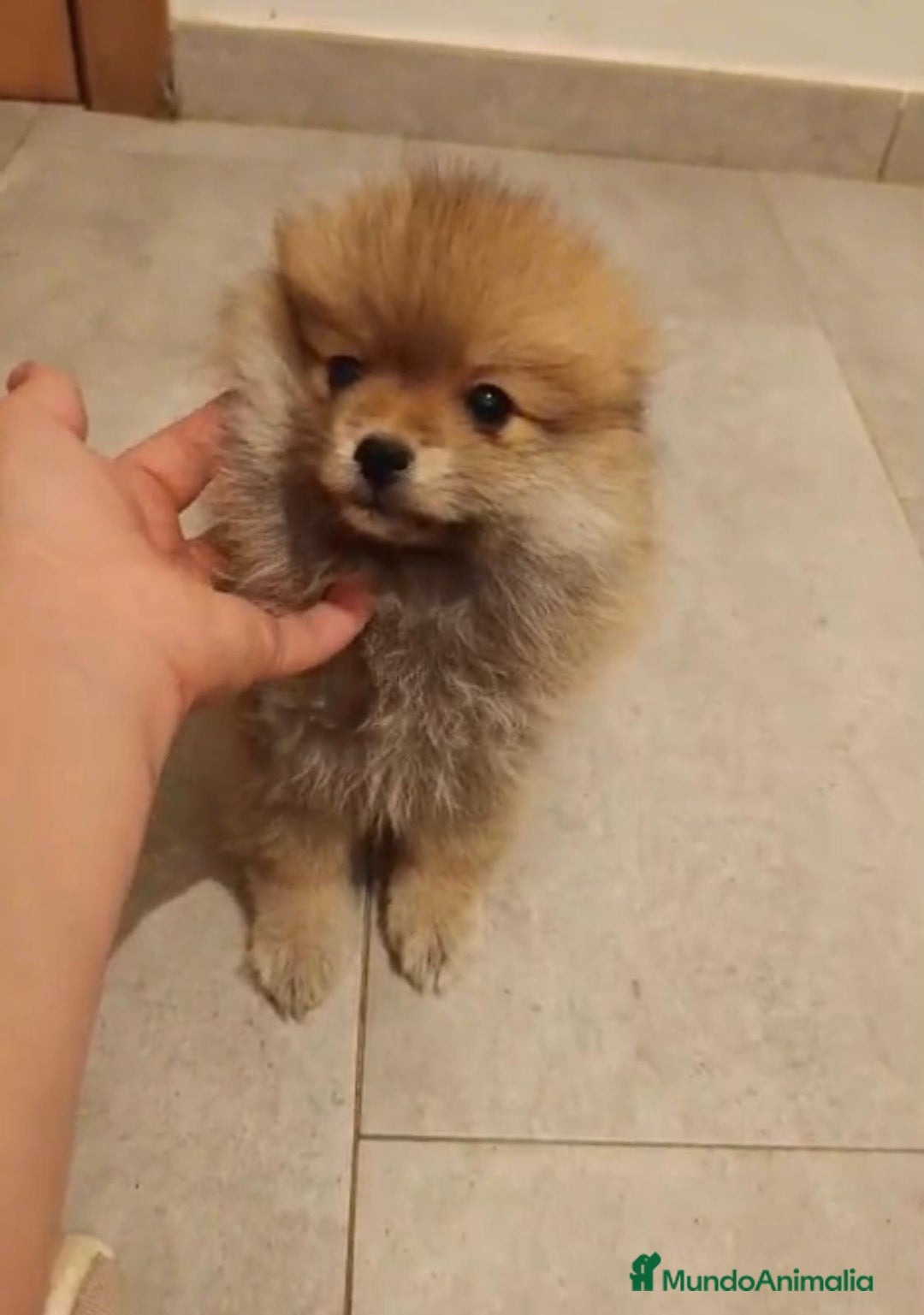 Pomerania perros en venta: Último hembra pomerania toy - Imagen 7