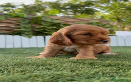 Cocker Spaniel Inglés perros en venta: COCKER SPANIEL INGLES - Imagen 15