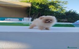 Pomerania perros en venta: Lulu de pomerania  - Imagen 2
