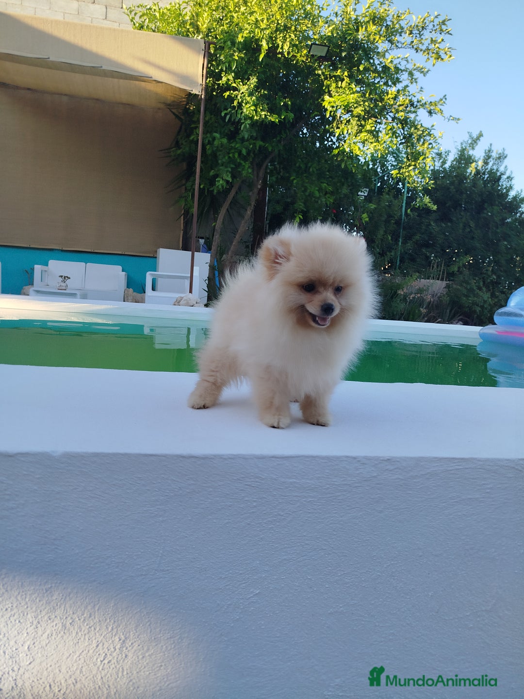 Pomerania perros en venta: Lulu de pomerania  - Imagen 2
