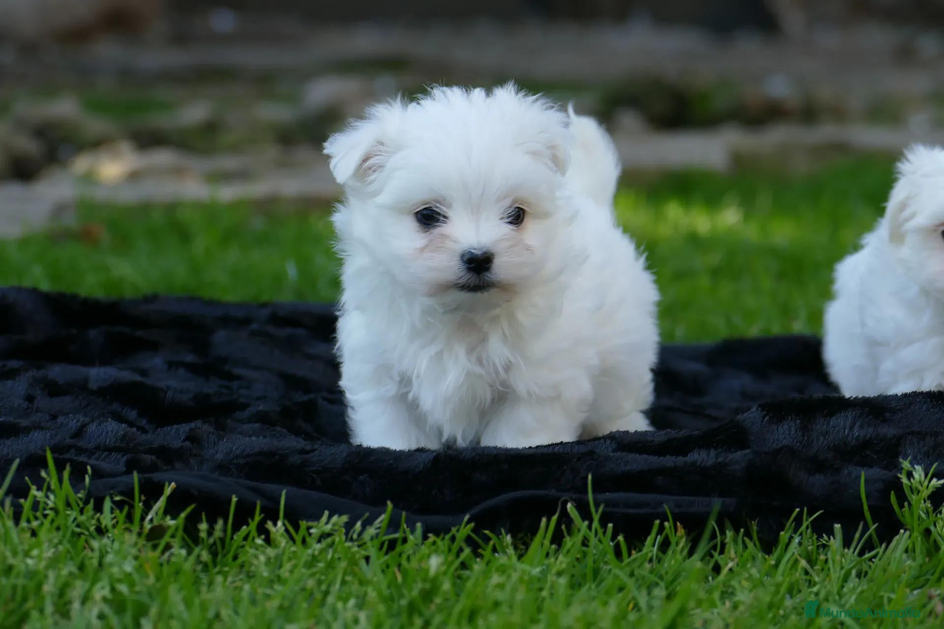 Bichón Maltés perros en venta: Cachorros de Bichón Maltés disponibles - Anuncio 1