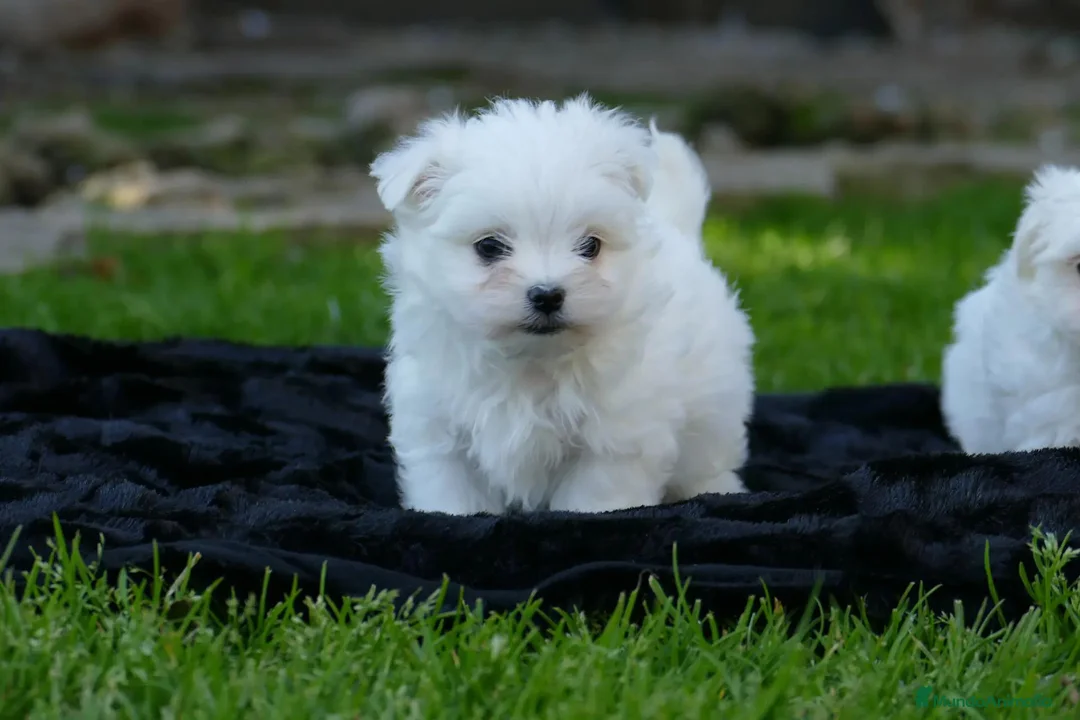 Bichón Maltés perros en venta: Cachorros de Bichón Maltés disponibles - Anuncio 1