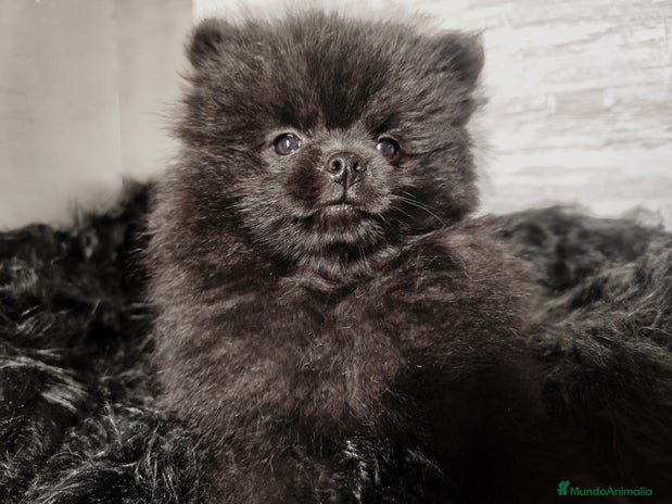 Pomerania perros - Anuncio 14