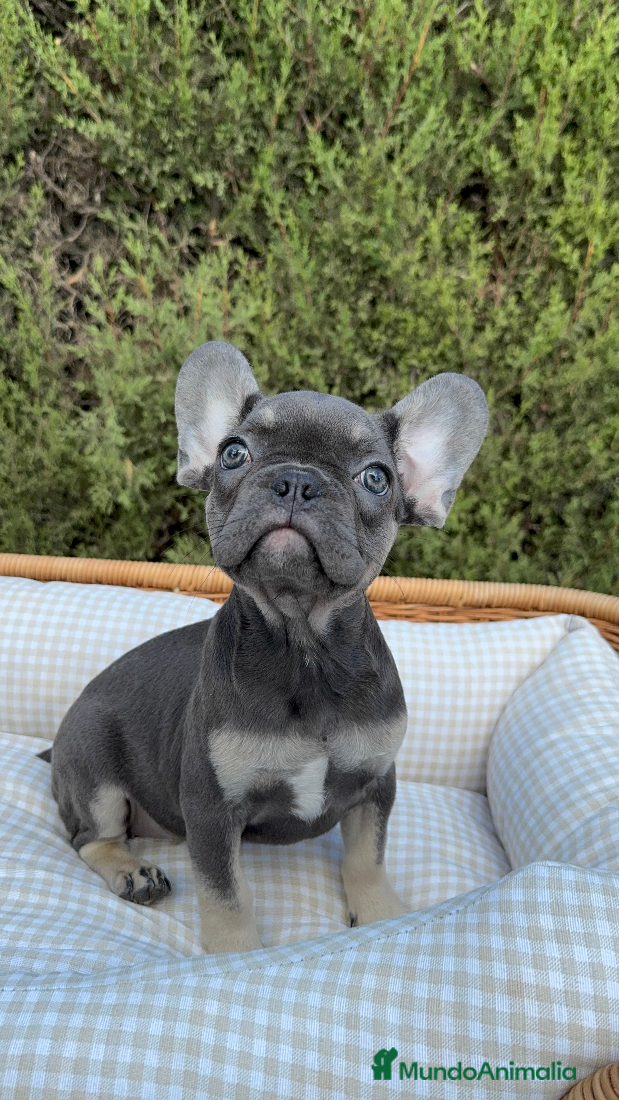 Bulldog Francés perros BULLDOG FRANCÉS EXÓTICOS  - Anuncio 6