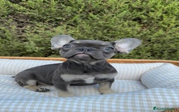 Bulldog Francés perros en venta: BULLDOG FRANCÉS EXÓTICOS  - Imagen 1