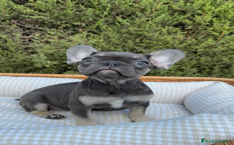 Bulldog Francés perros - Anuncio 9