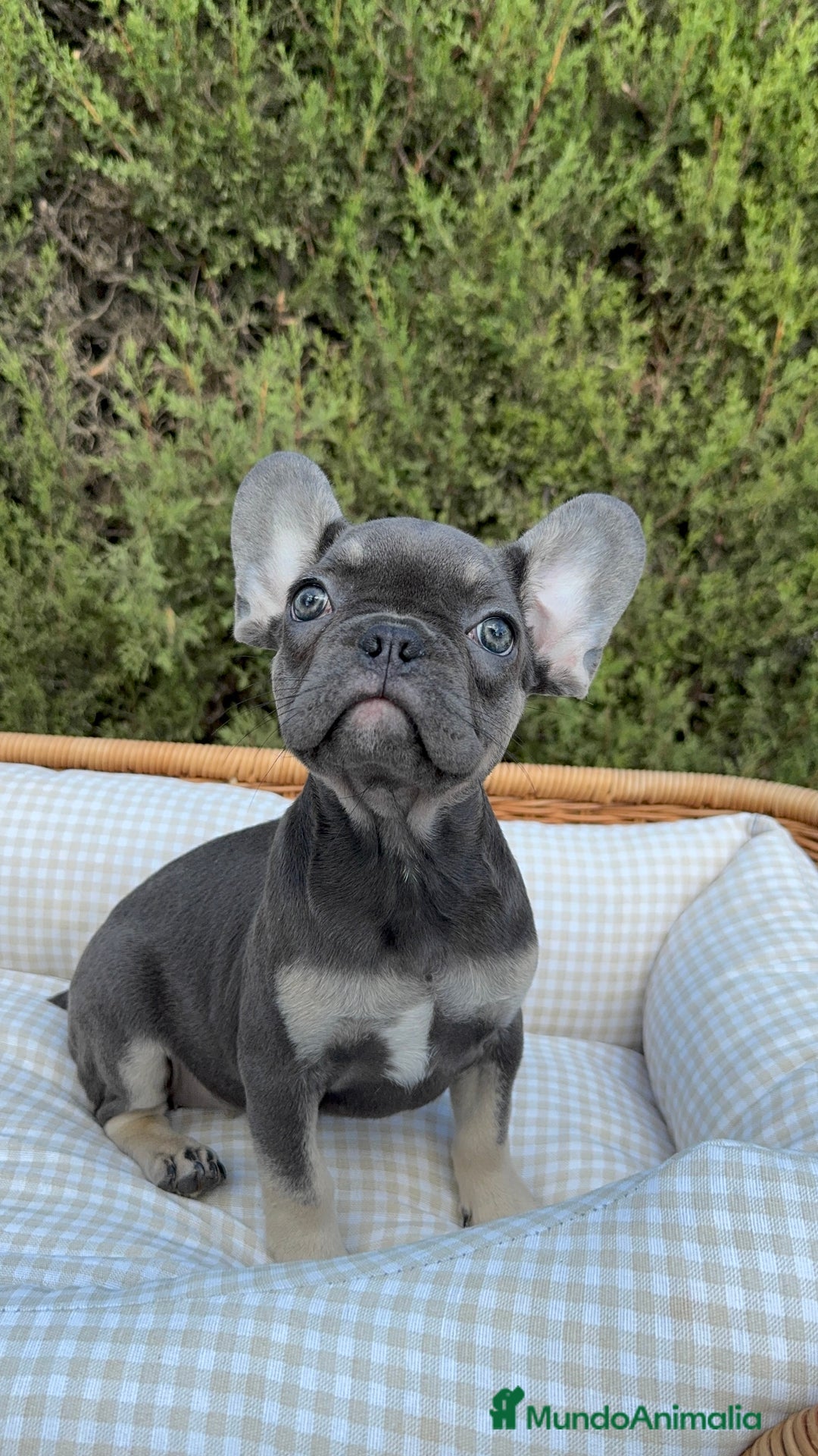 Bulldog Francés perros en venta: BULLDOG FRANCÉS EXÓTICOS  - Imagen 1