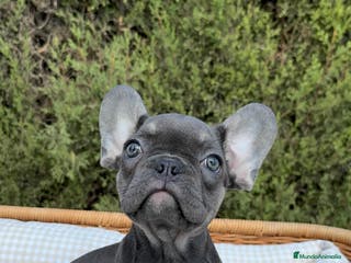Bulldog Francés perros BULLDOG FRANCÉS EXÓTICOS - Anuncio 5