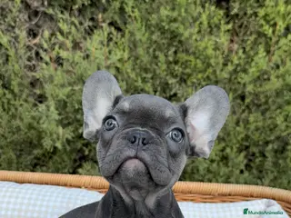 Bulldog Francés perros BULLDOG FRANCÉS EXÓTICOS - Anuncio 12