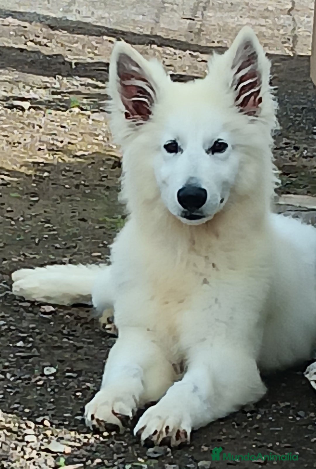 Pastor Blanco Suizo perros en venta: Pastor Blanco Suizo  - Anuncio 1