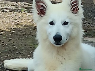 Pastor Blanco Suizo perros Pastor Blanco Suizo - Anuncio 1