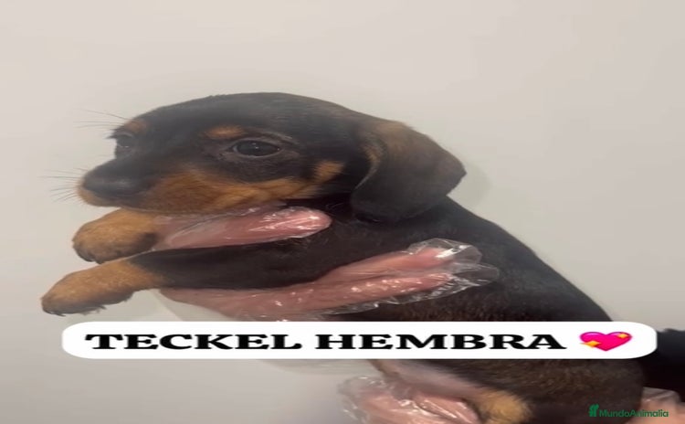 Teckel perros PEQUEÑITA TECKEL HOJA SECA PRECIOSA - Anuncio 2