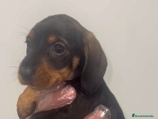 Teckel perros PEQUEÑITA TECKEL HOJA SECA PRECIOSA - Anuncio 2