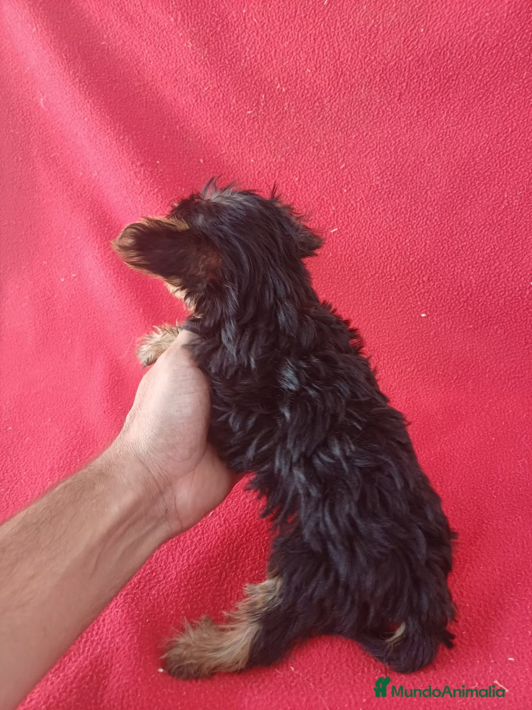 Yorkshire Terrier perros en venta: Yorkshire Terrier Mini  - Imagen 3