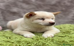 Shiba Inu perros en venta: Shiba inu blanco - Imagen 3