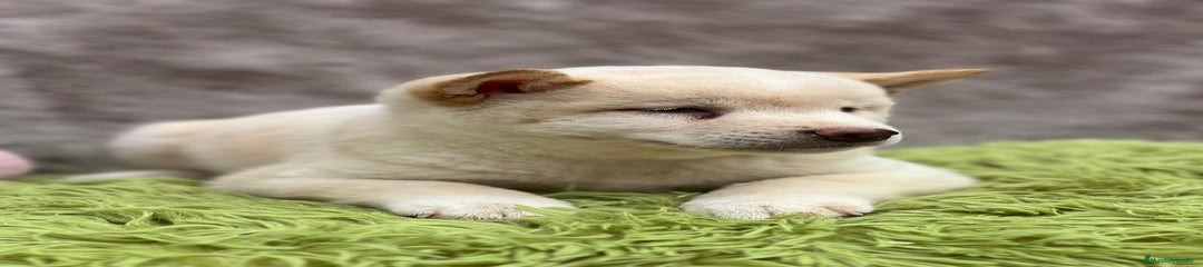 Shiba Inu Cachorro 1