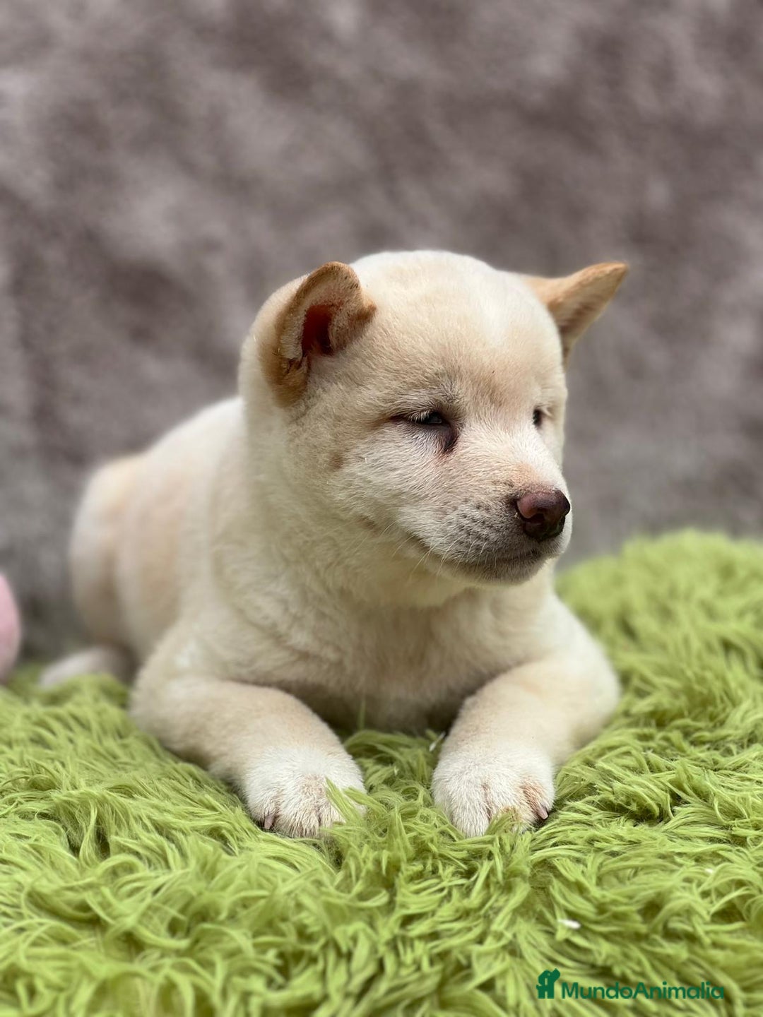 Shiba Inu perros en venta: Shiba inu blanco - Imagen 3