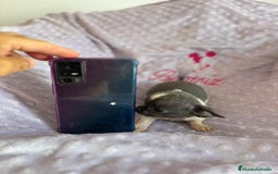 Chihuahua perros en venta: Chihuahua micro toy ruso - Imagen 7