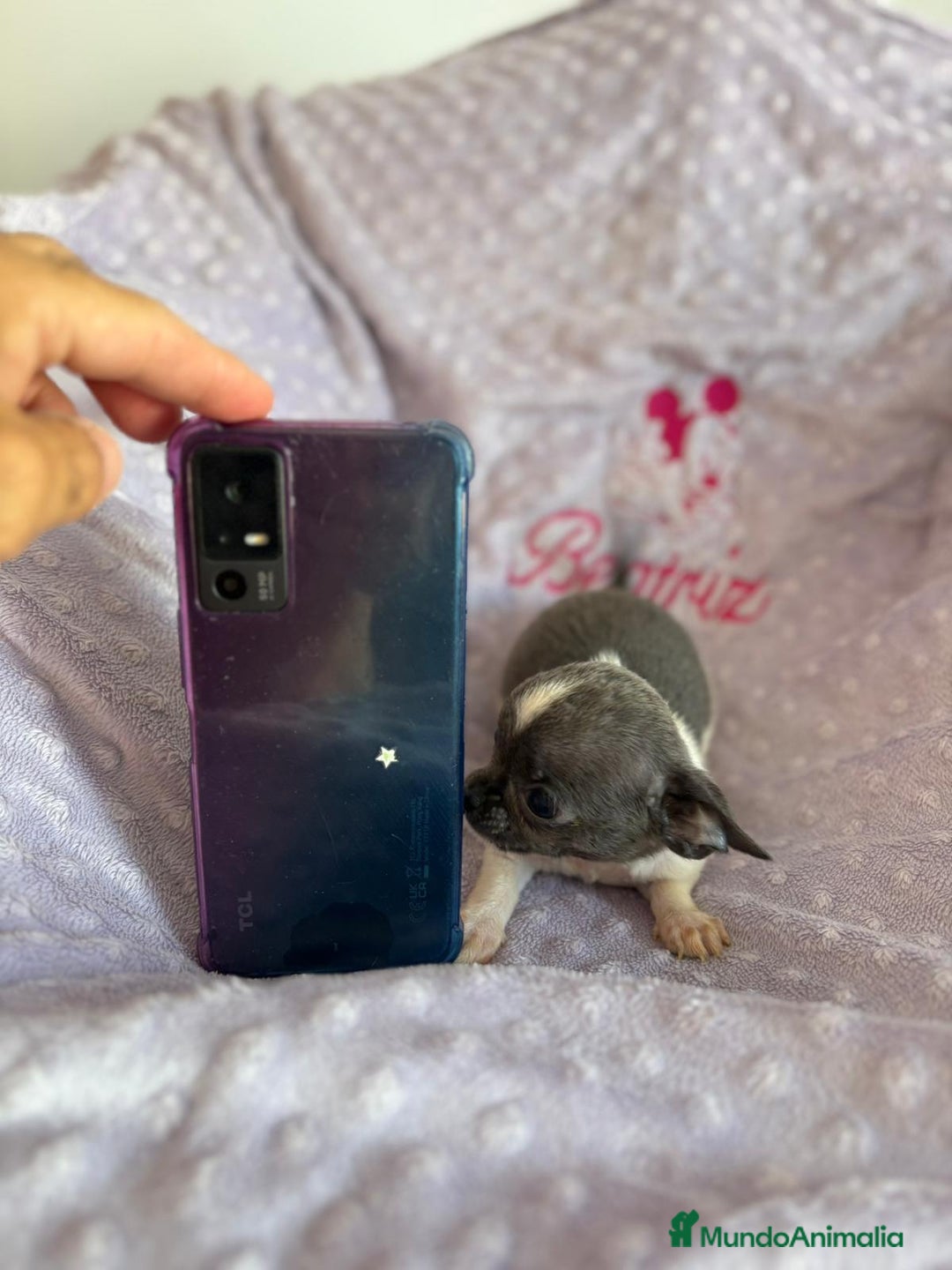 Chihuahua perros en venta: Chihuahua micro toy ruso - Imagen 7