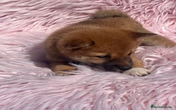 Shiba Inu perros en venta: Shiba inu roja  - Imagen 3