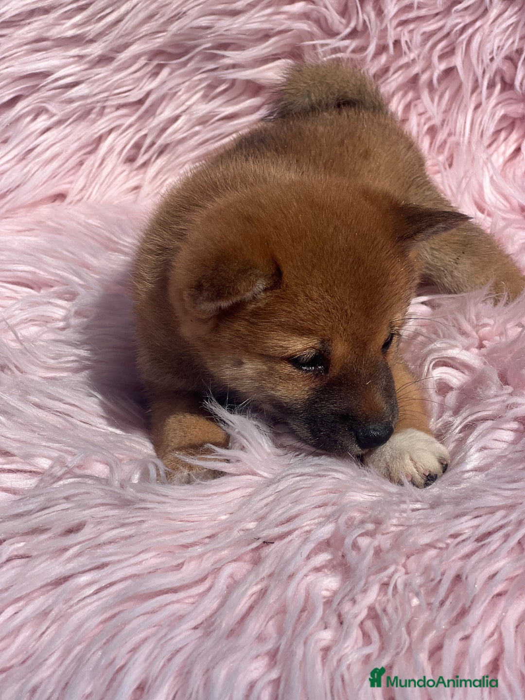 Shiba Inu perros en venta: Shiba inu roja  - Imagen 3