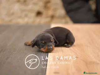 Teckel perros TECKEL DISPONIBLES - Anuncio 1