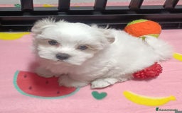 Bichón Maltés perros en venta: Bichón máltes coreanos  - Imagen 3