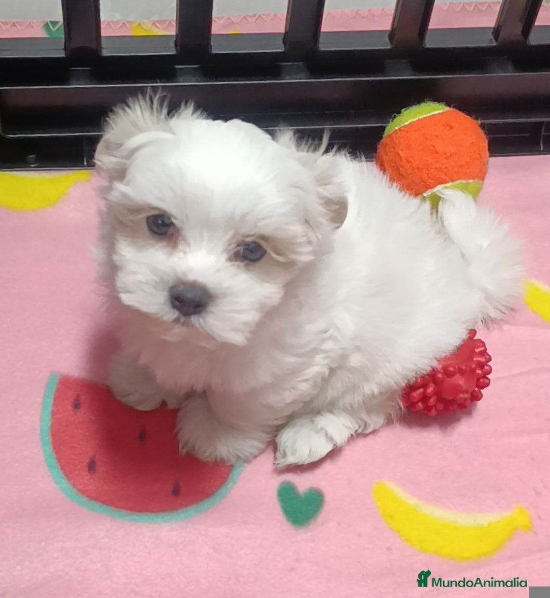 Bichón Maltés perros en venta: Bichón máltes coreanos  - Imagen 3