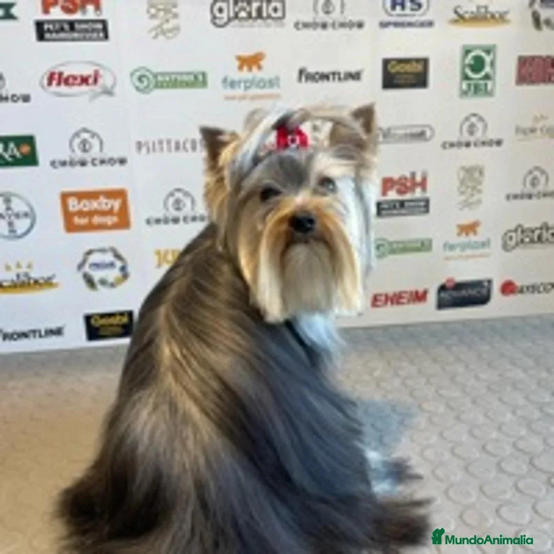 Yorkshire Terrier perros en venta: Yorkshire - Anuncio 3