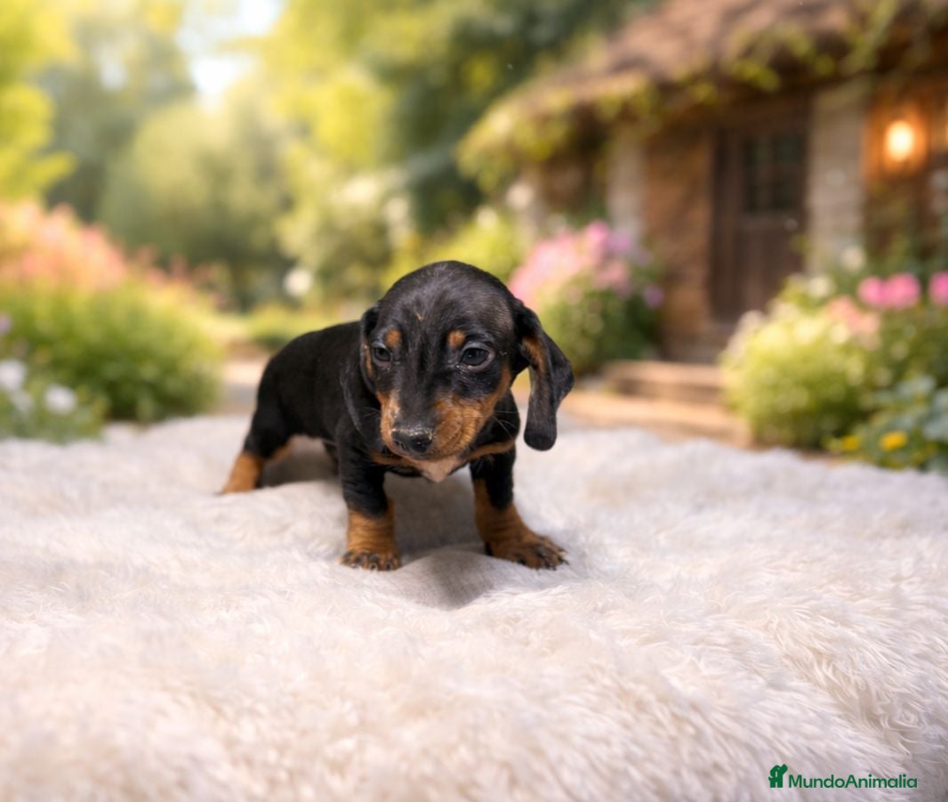 Teckel Miniatura perros Teckel mini  - Anuncio 2