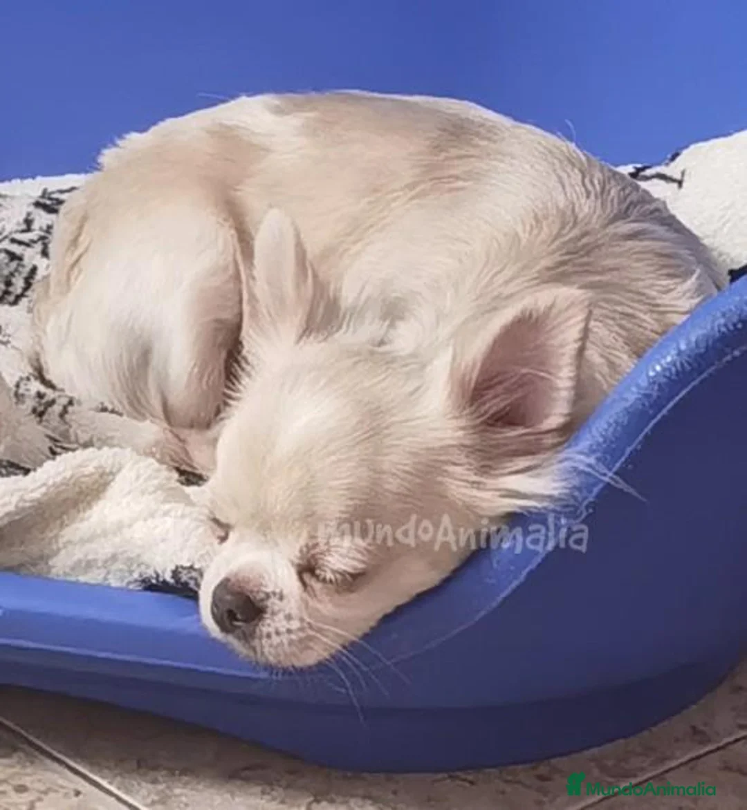 Imagen de galería {{count}}