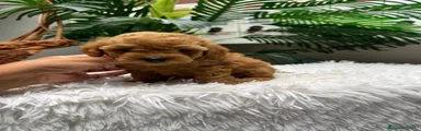 Caniche Toy 2