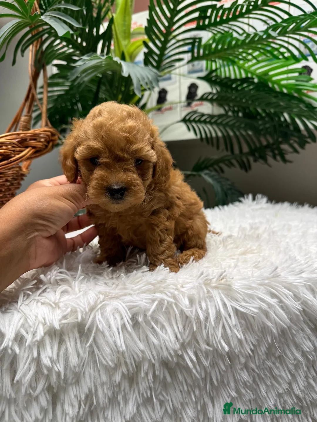 Caniche Toy perros en venta: CANICHE TOY - Anuncio 20